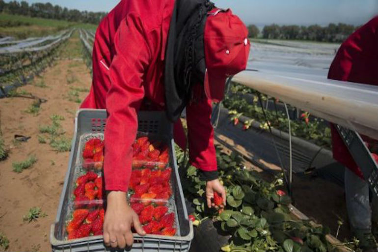 إسبانيا : تقرير صحفيّ يفضح اغتصاب العاملات في حقول الفراولة ومطالب للتحقيق في الأمر